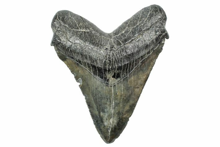 Serrated, Fossil Megalodon Tooth - South Carolina #236356